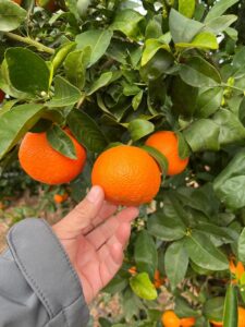 Hands holding a mandarin on the tree. 
