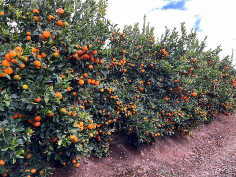 Row of mandarin trees