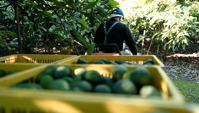 Avocado farmer drives a tractor through an avocado orchard transporting plastic bins filled with avocado