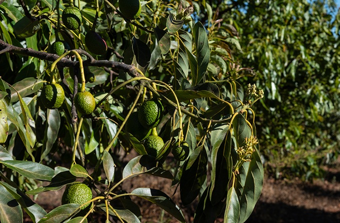 Avocado tides shift: Mexico dominates US market, Chile overtakes Peru in Europe