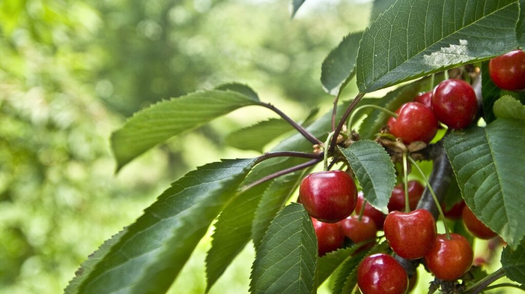 Spanish cherries are finally cleared to hit Chinese market