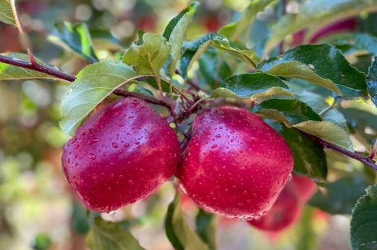 Flash gala apples hanging from trees