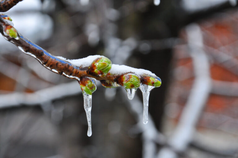 A close up photo of a frost bitten cherry bud