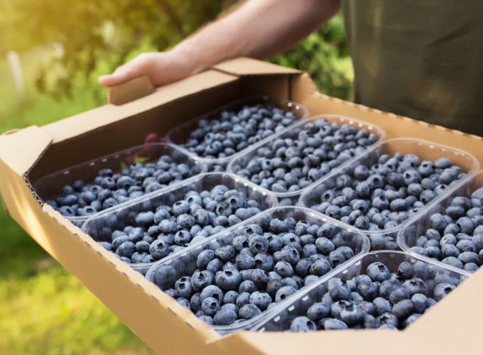 Global blueberry industry bets on quality and growth toward 2027