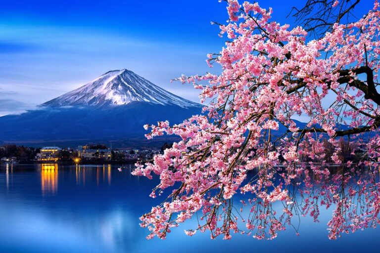 Japanese cherry blossoms sit with Mount Fuji as the background
