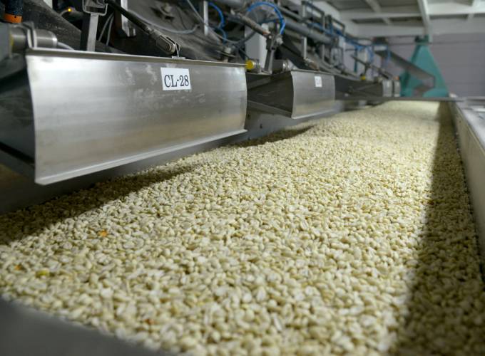 Industrial machine parses through shelled peanuts at a processing facility in Argentina