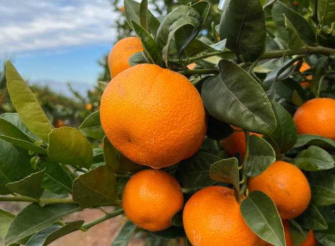 RIOblanco is readying to send nearly 4.4 thousand tons of high-quality mandarines to the U.S.