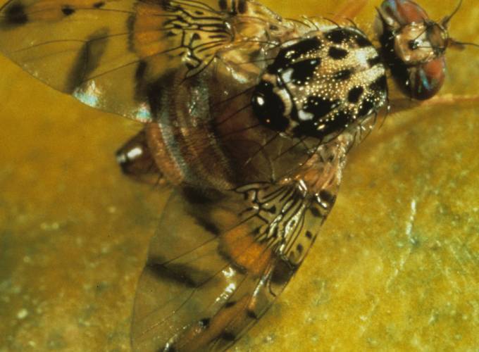 Medfly eradicated from Alameda County