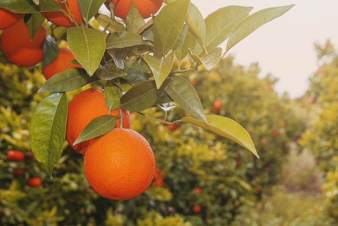 Orange hanging from tree