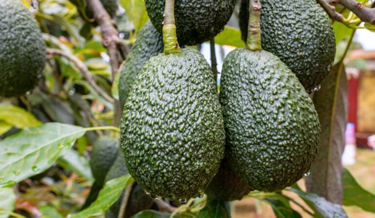 Peruvian avocado exports keep rising both in the U.S. and globally.