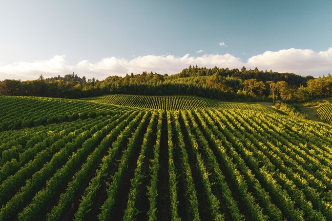 Aerial vineyard landscape