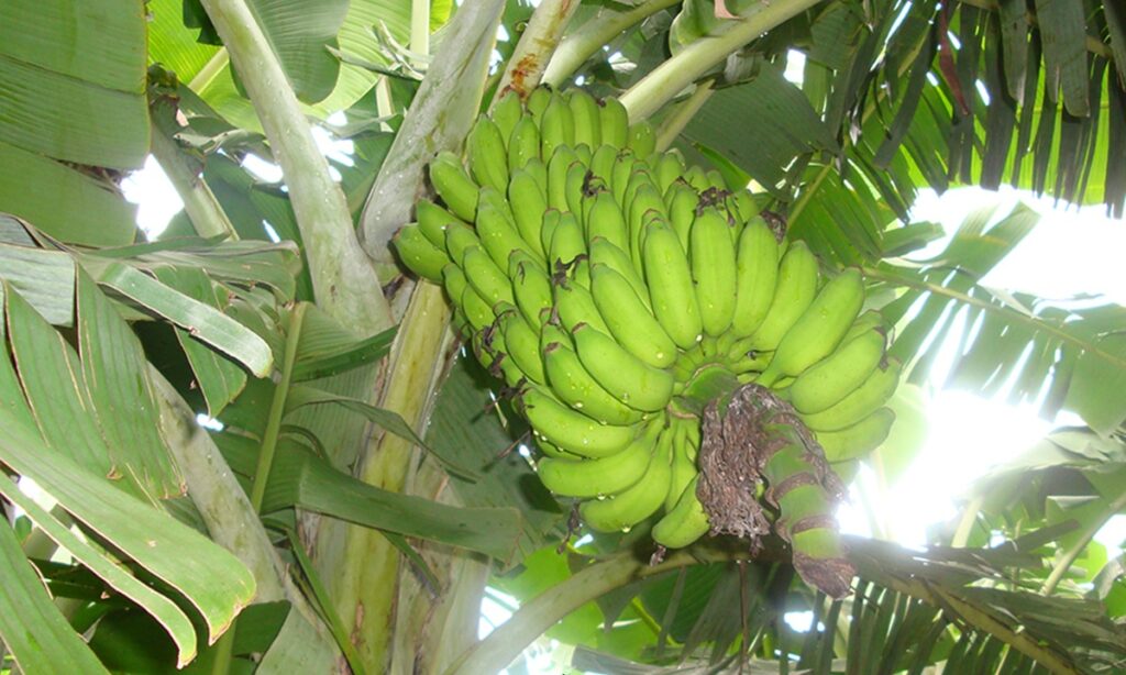 Hope in the soil: New banana cultivars show TR4 resistance