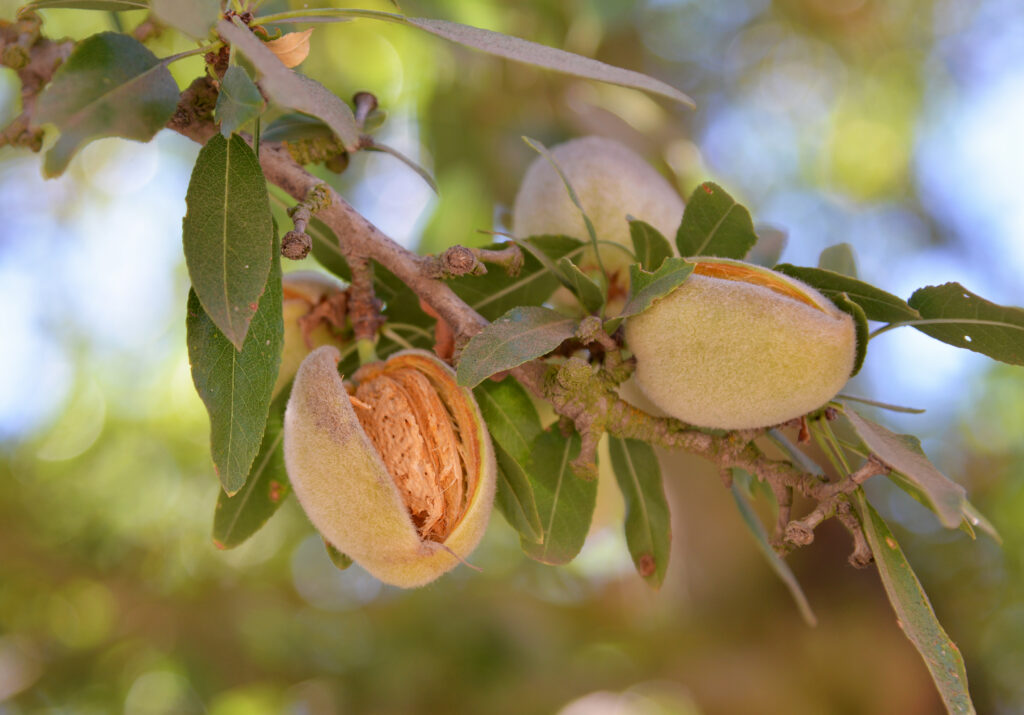 Rodents, ripeness, and red tape—The California almond season is not exempt of challenges