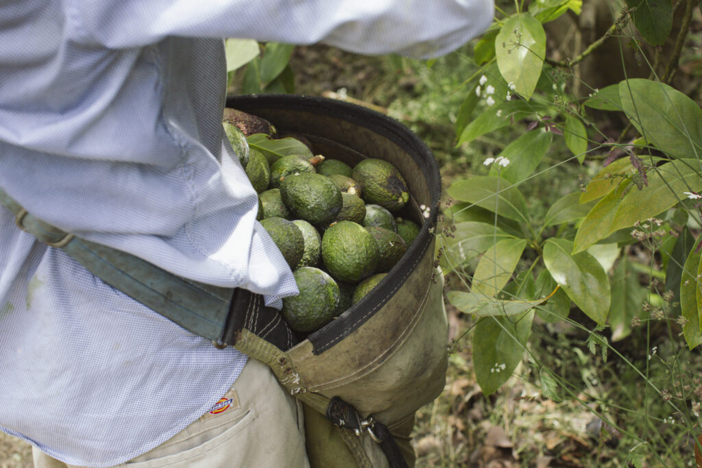 California avocado season extending to early fall on robust harvest