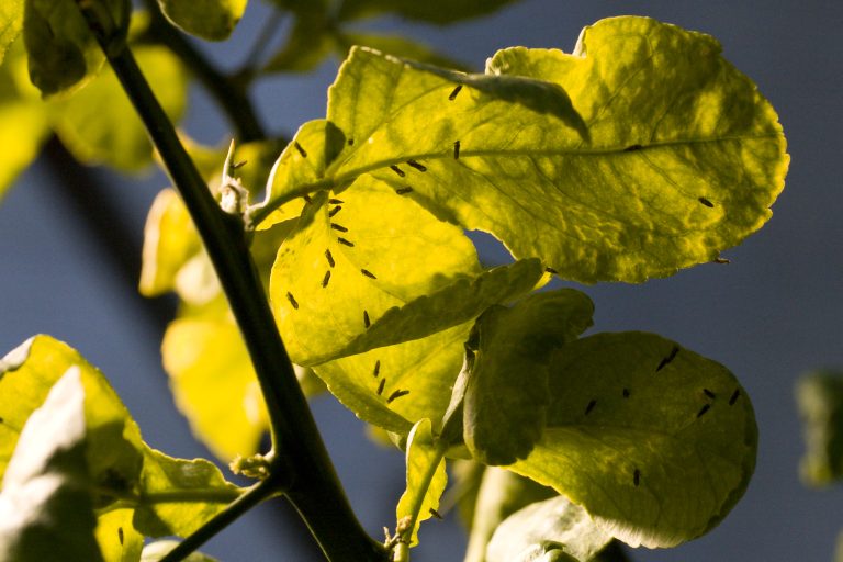 Asian citrus psyllid potentiallty in Brazil