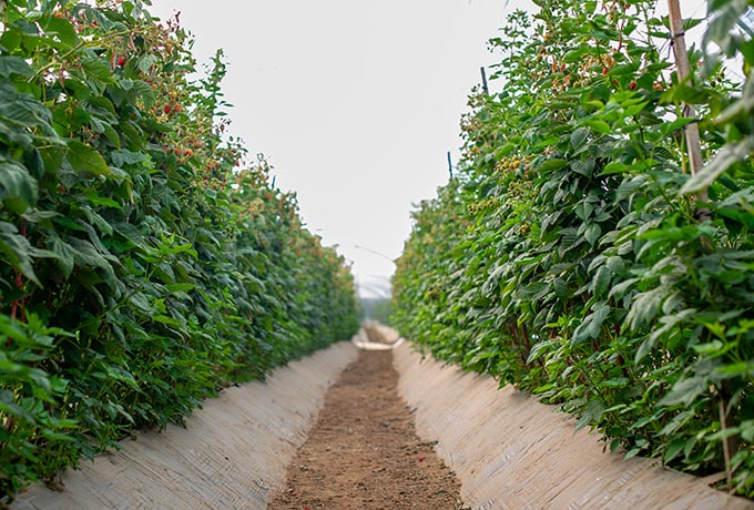 A row in a berries paradise berry field