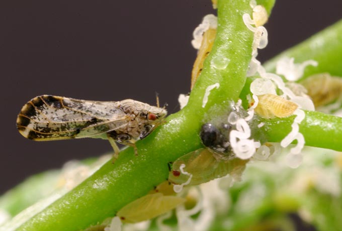 Asian citrus psyllid