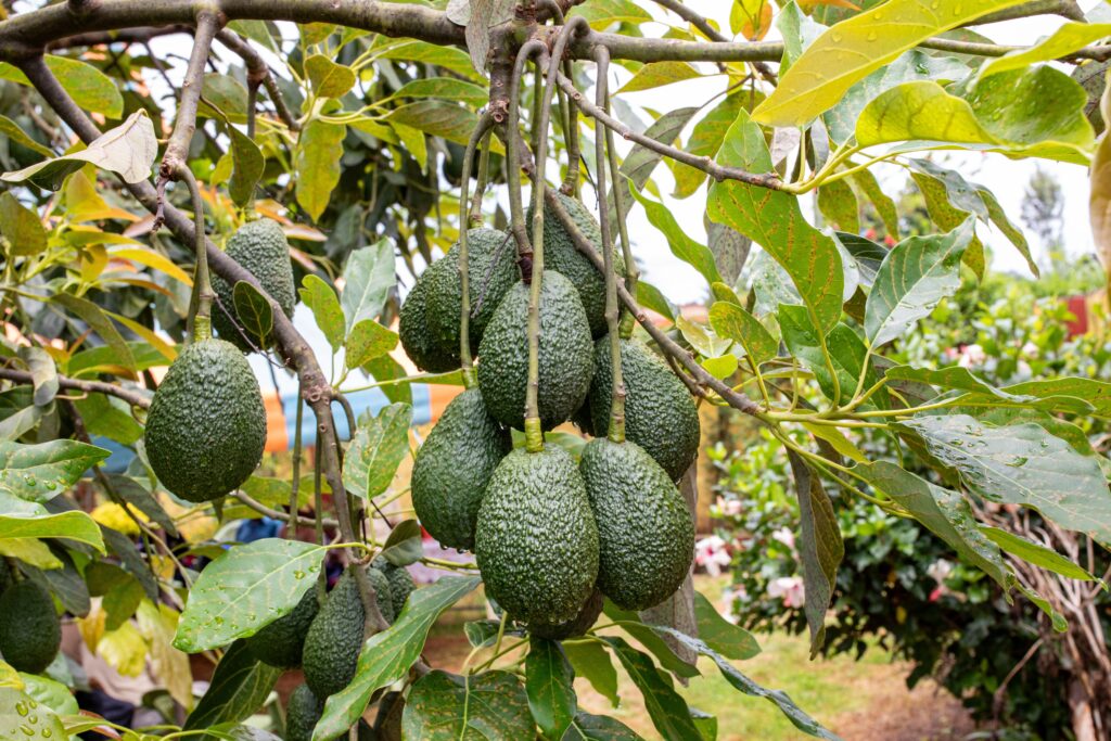 With the help of Kenya, Nigerian avocados seek to be the next African sensation