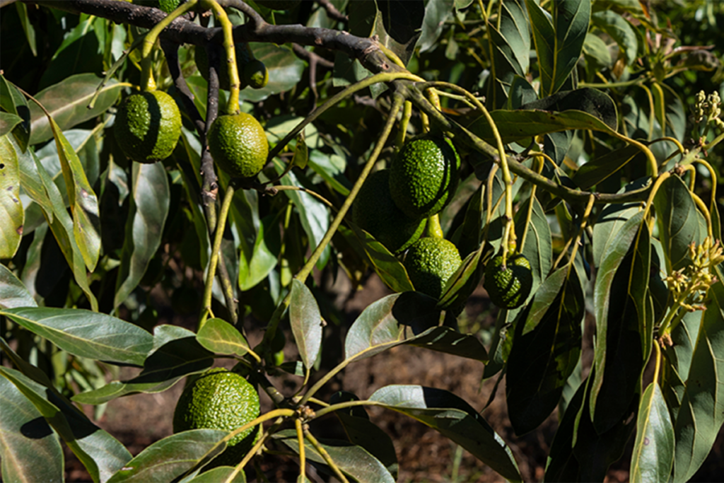 Calavo suffers a staggering 32 percent gross profit drop in its fresh segment category