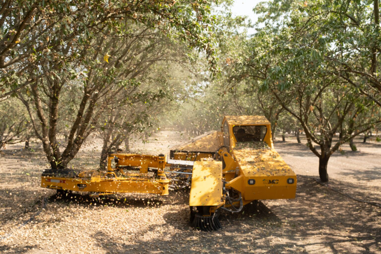 California almond harvesting