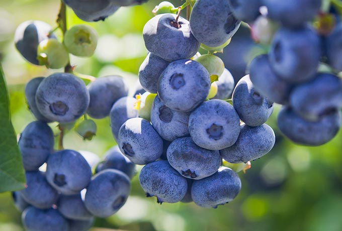 Blueberry bush bearing fresh blueberries