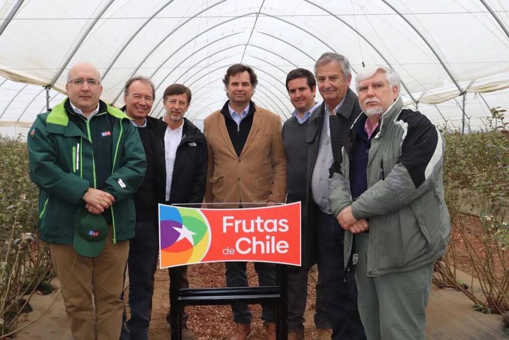 Chile officially kicks off the 2025-2026 blueberry season 