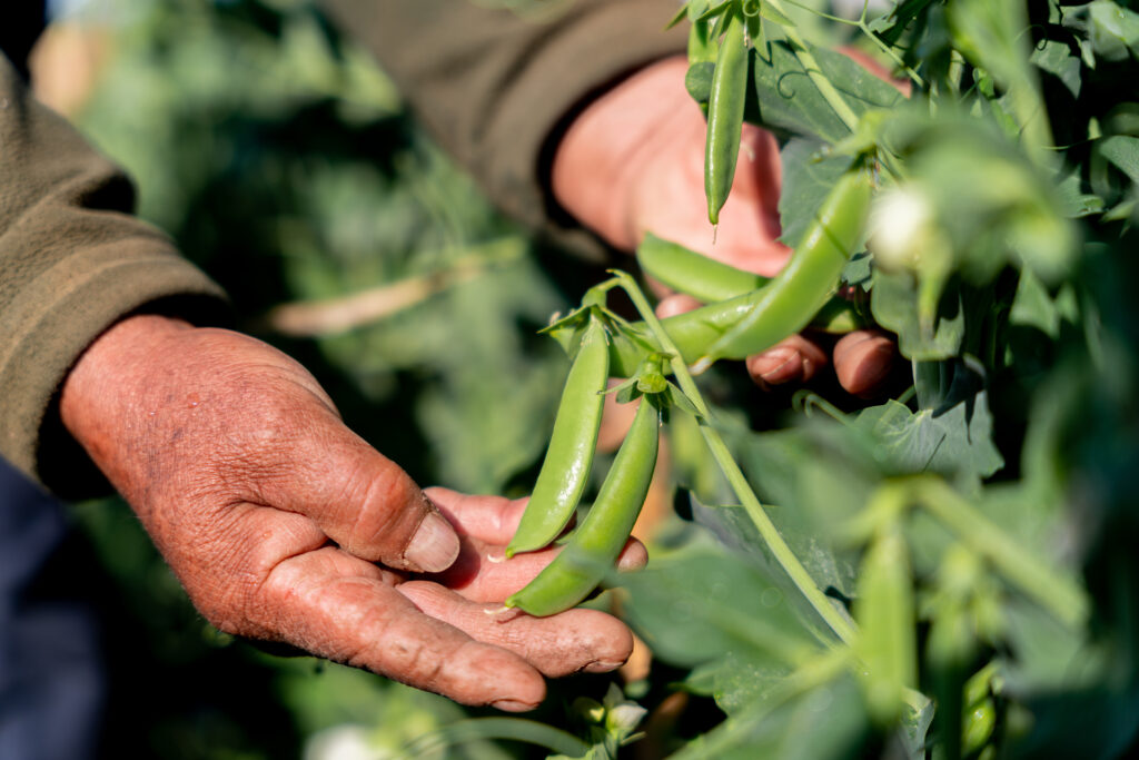 FairFruit expands honest partnerships in Peru