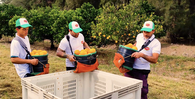 Fresh Del Monte’s Uruguayan sweet oranges make Europe debut