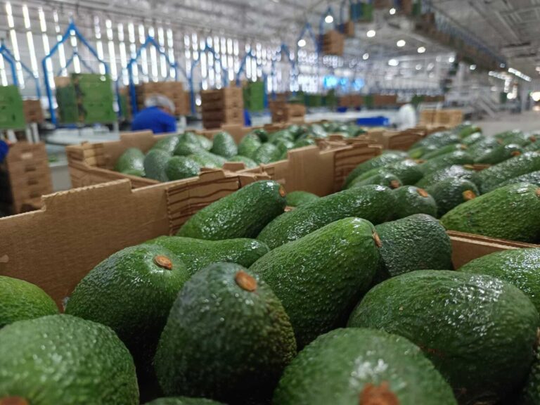 Grupo Jorge Schmidt avocado processing facility