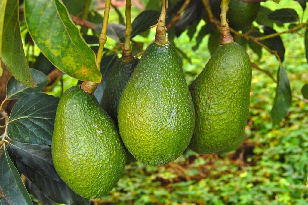 Mission Produce brings the best of its Hass avocado supply to Asia Fruit Logistica