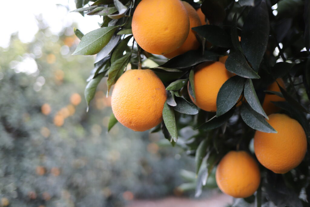 Sizing up California Navels: Quality remains key as crop faces market shifts