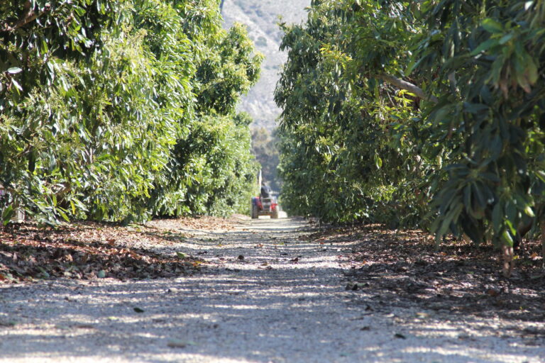 California avocado harvest tractor