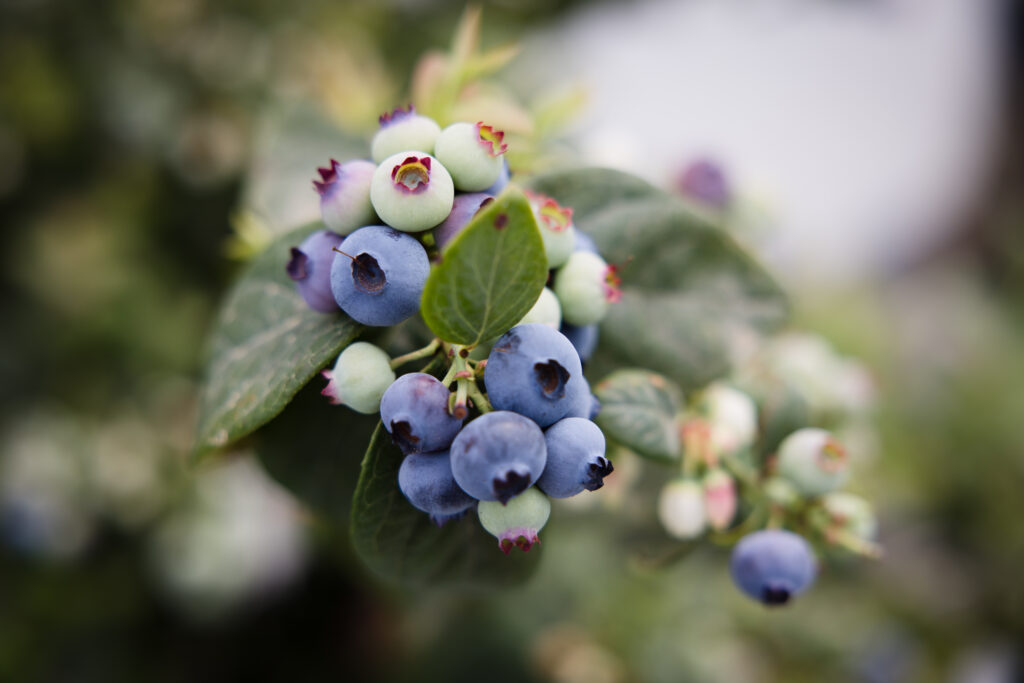 Planasa continues to strengthen its presence in Southern Africa during the 2025 IBO Summit