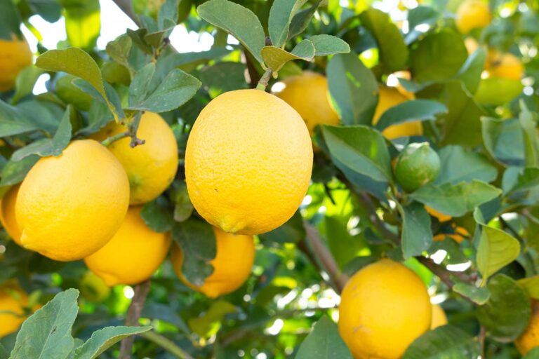 Bright yellow lemons hang from a tree