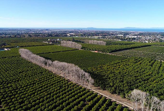 Aerial view of Limoneira's citrus groves