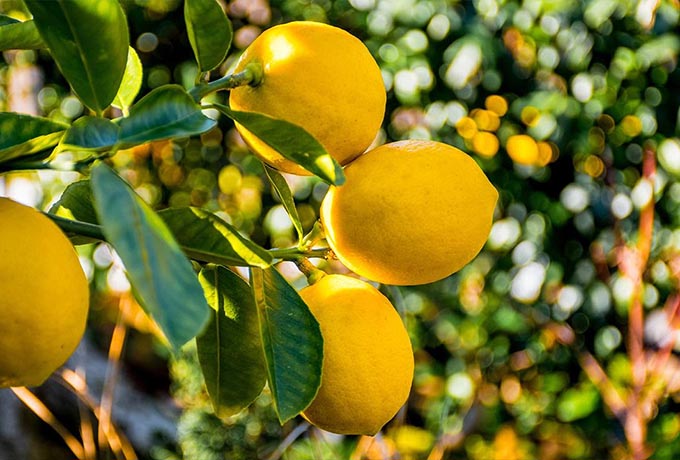 Close up to a lemon tree bearing fruit