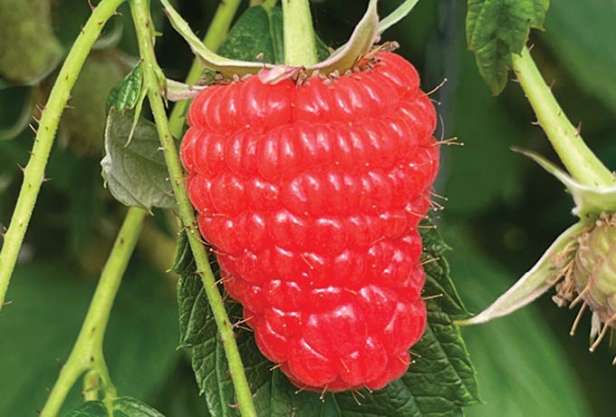 Close up to a fully fledged Malaika raspberry on the bush