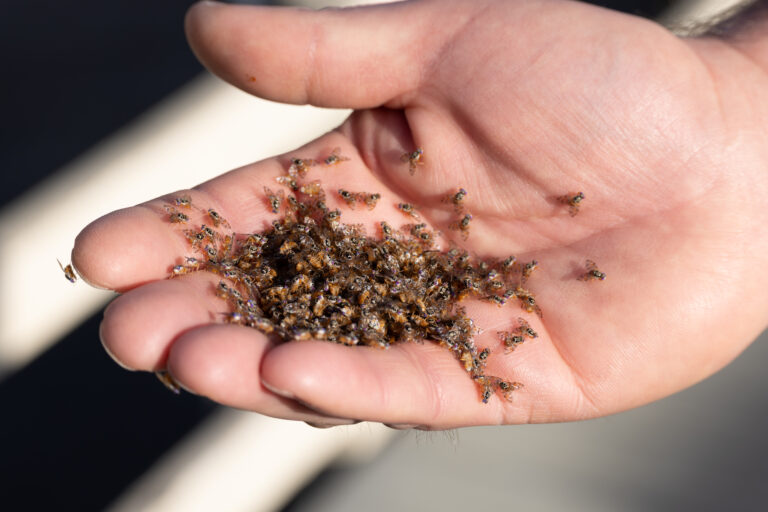 hand with medflies