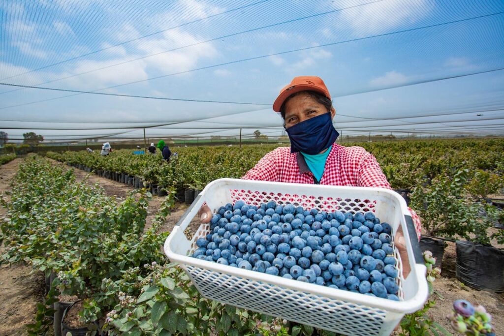 Peru's new agrarian promotion law aims to double exports and empower small growers