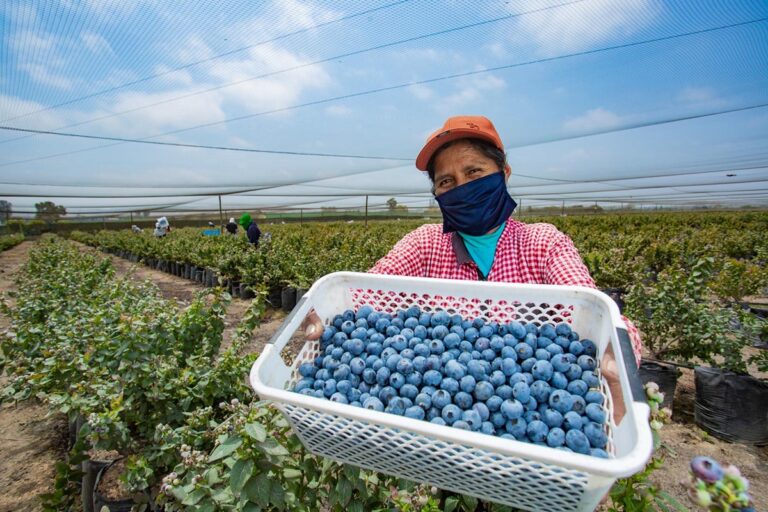A Peruvian farmer shows the camera a tray with recently harvested blueberries while standing in a blueberry plantation
