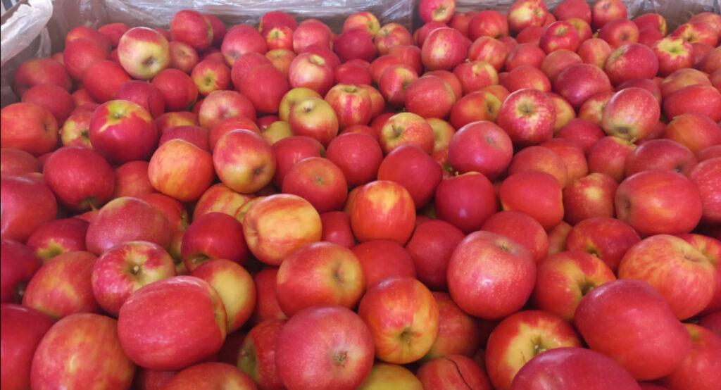 After years of great investment, Tru-Cape growers celebrate record Pink Lady packouts