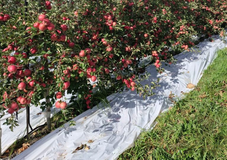 Tru-Cape Pink Lady orchard