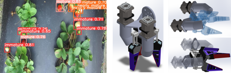 Robotic strawberry harvester