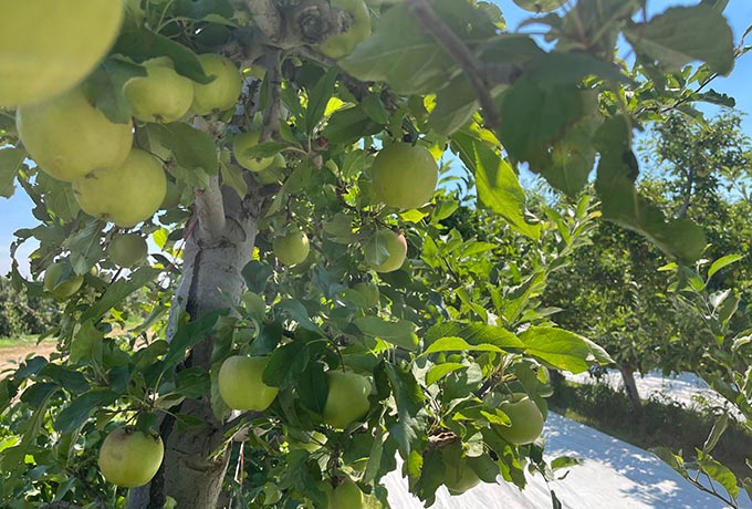 Tree with organic apples