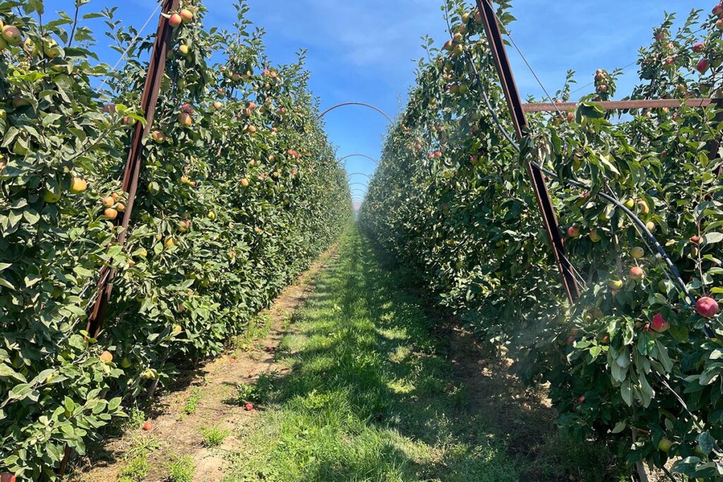 Stemilt Growers and Farmland LP expand organic orchards in joint venture