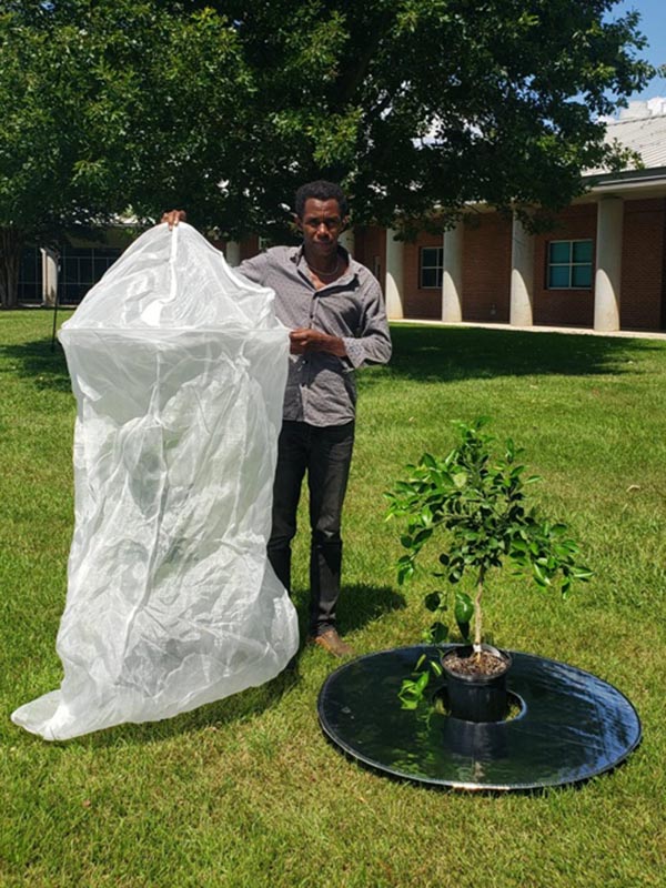 UF scientist Romain Exilien stands in a backyard holding a tree bag, and the citrus on his left has the reflective mulch around it.