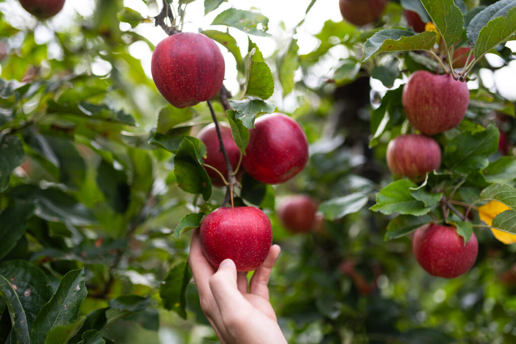 VOG kicks off organic apple campaign with full-year supply strategy