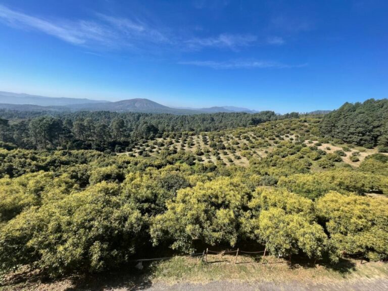 Organic avocado groves.