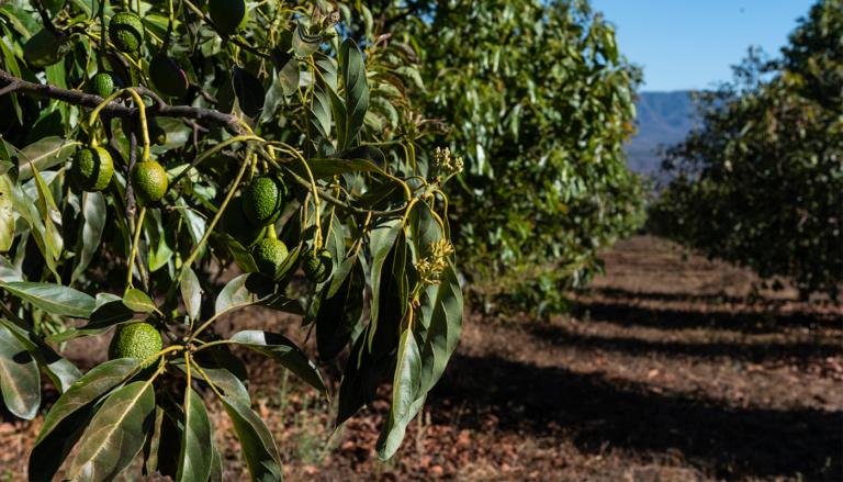 Avocado tree orchard