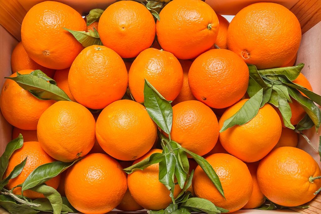 Brazil oranges hit hard by high fruit drop rates and lower production, Fundecitrus warns